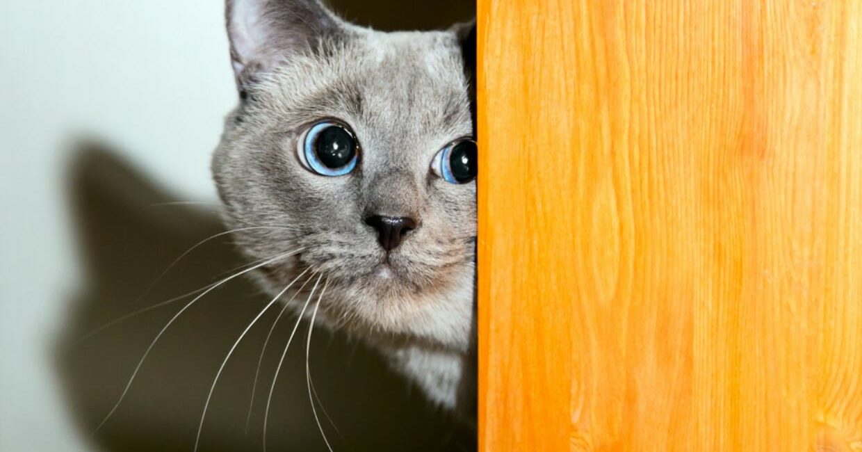 20 Things You Didn't Know About Cats - 4 Paws 24 Hour Veterinary